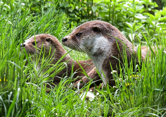 Otter Name Generator