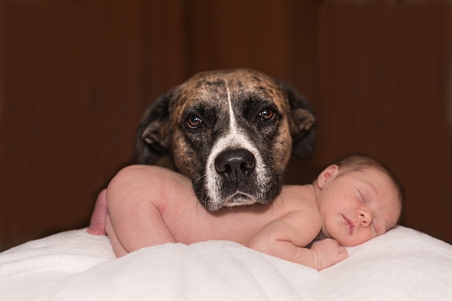 Worried your dog may not like your new baby? Control the outcome of this important first meeting by using these tips to ensure a successful and safe introduction.